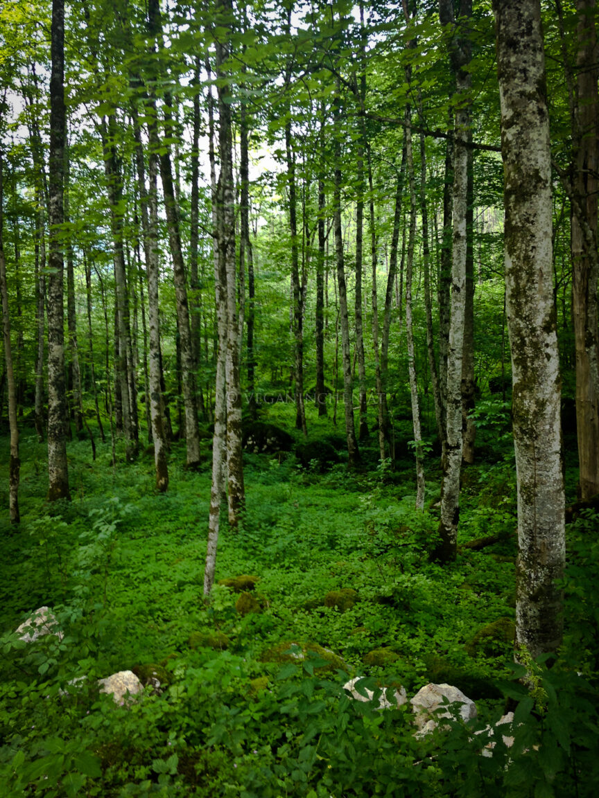 Birkenwald rund um den Obersee