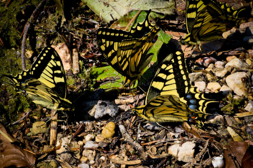 Schmetterlingstreffen der Schwalbenschwänze