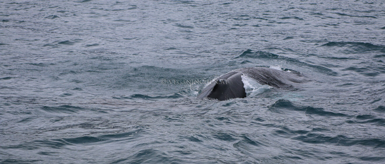 auftauchender Buckelwal, Husavik Island