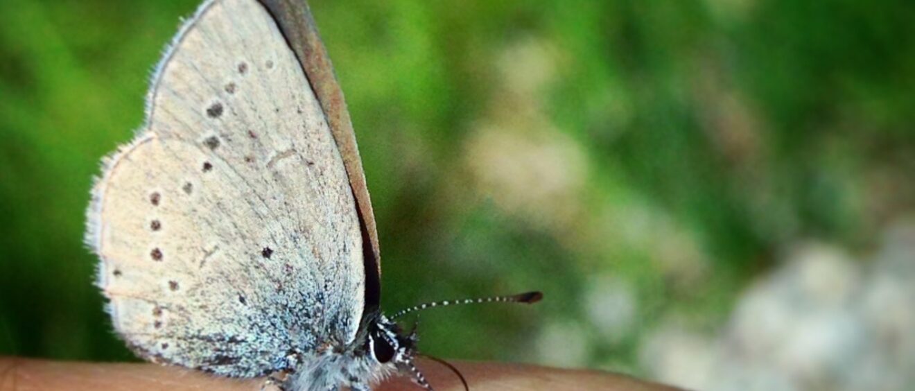 veganinchen Schmetterling