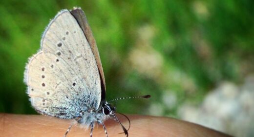 veganinchen Schmetterling