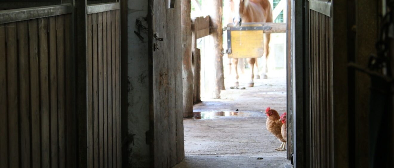 Tierparadies Schabenreith veganinchen